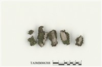 藏品(細葉花葉苔)的圖片